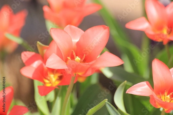 Obraz flowers red tulips in spring