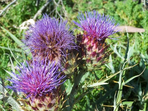 Obraz thistle 