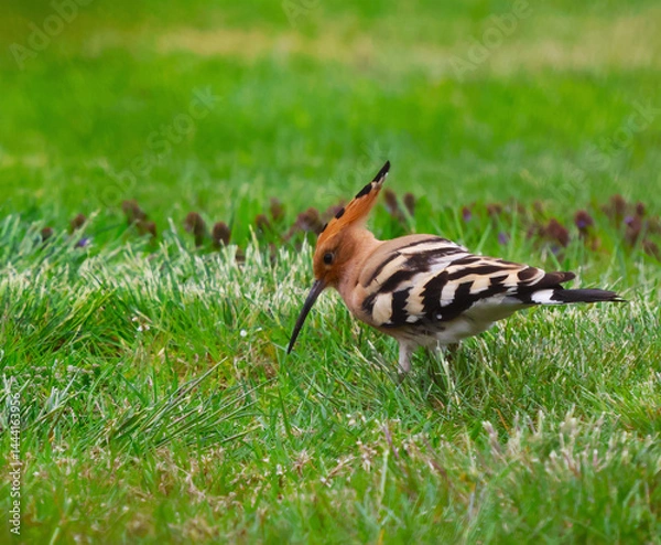 Obraz The Eurasian hoopoe sticks its long beak into the ground and finds worms in it