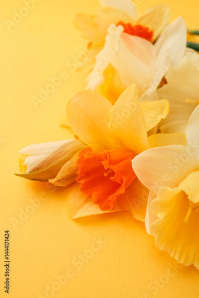 Fototapeta A row of fresh yellow daffodil flowers arranged along the bottom of a bright yellow background, creating a cheerful spring composition with space for text