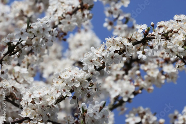Obraz the romantic plum tree's beautiful white flowers in spring