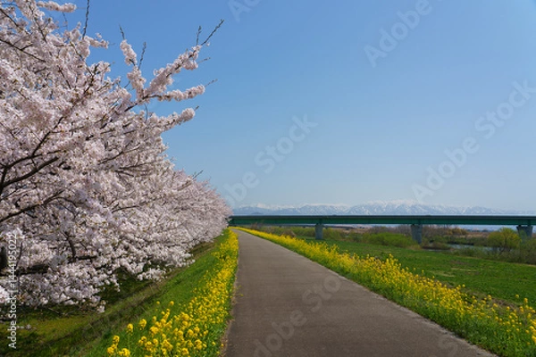 Obraz 桜と菜の花