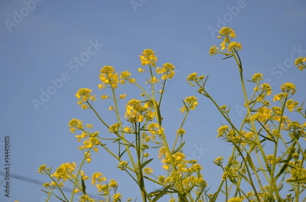 Fototapeta 菜の花　春　青空