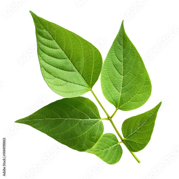 Fototapeta Fresh Green Leaves on a Branch in Natural Setting, Symbolizing Growth and Renewal on transparent background