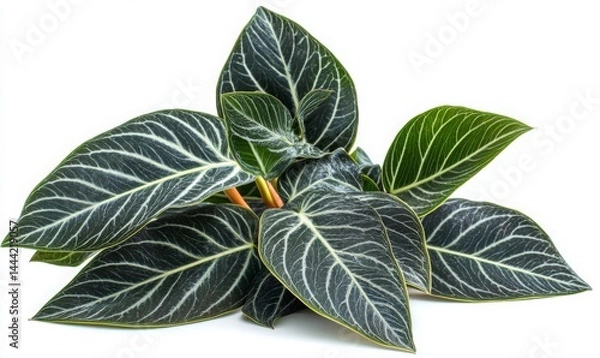 Obraz  Firodendron zona