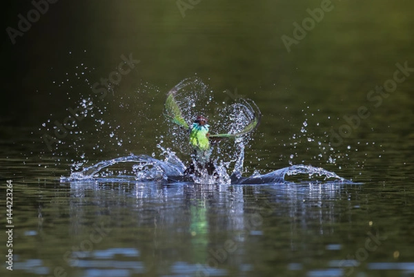 Fototapeta The Green Bee – eater / little green bee-eater birds are flying beautifully to play happily in the natural pond.