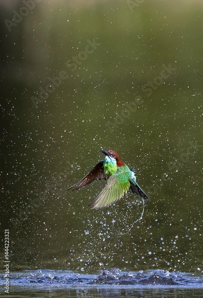 Fototapeta The Green Bee – eater / little green bee-eater birds are flying beautifully to play happily in the natural pond.