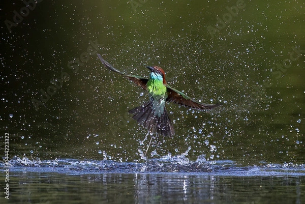Fototapeta The Green Bee – eater / little green bee-eater birds are flying beautifully to play happily in the natural pond.