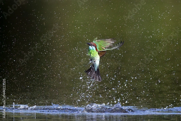 Fototapeta The Green Bee – eater / little green bee-eater birds are flying beautifully to play happily in the natural pond.