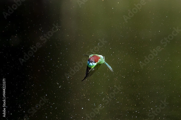 Fototapeta The Green Bee – eater / little green bee-eater birds are flying beautifully to play happily in the natural pond.