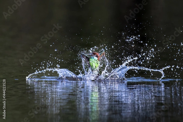 Fototapeta The Green Bee – eater / little green bee-eater birds are flying beautifully to play happily in the natural pond.