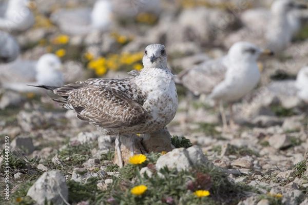 Fototapeta Young seagulls near the cliffs