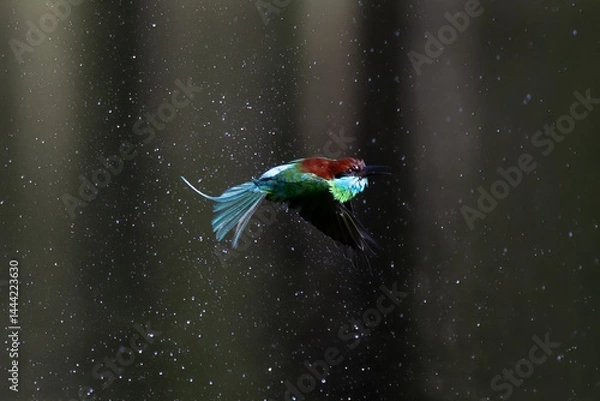 Fototapeta The Green Bee – eater / little green bee-eater birds are flying beautifully to play happily in the natural pond.