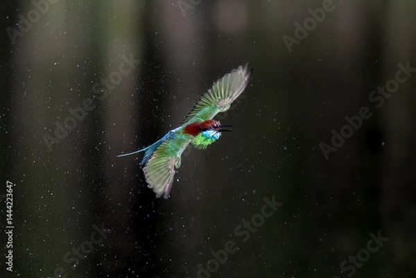 Fototapeta The Green Bee – eater / little green bee-eater birds are flying beautifully to play happily in the natural pond.