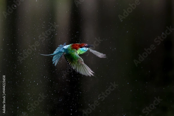 Fototapeta The Green Bee – eater / little green bee-eater birds are flying beautifully to play happily in the natural pond.