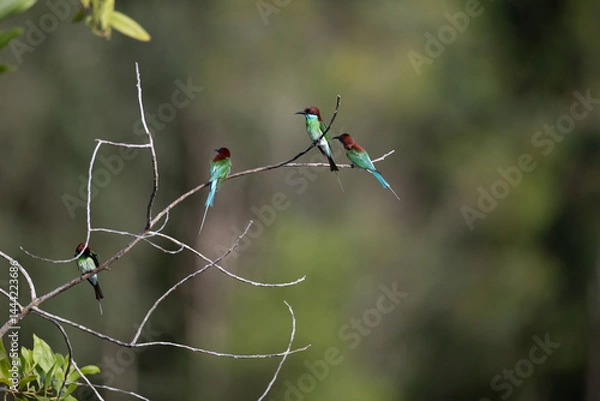 Fototapeta The Green Bee – eater / little green bee-eater birds are flying beautifully to play happily in the natural pond.