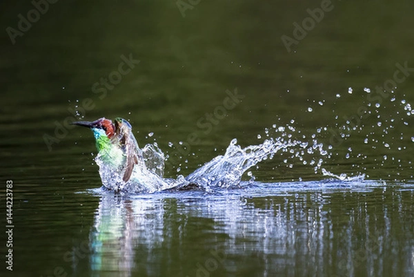 Fototapeta The Green Bee – eater / little green bee-eater birds are flying beautifully to play happily in the natural pond.