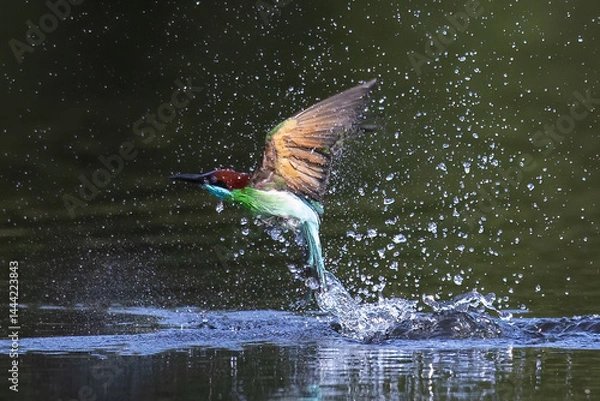Fototapeta The Green Bee – eater / little green bee-eater birds are flying beautifully to play happily in the natural pond.