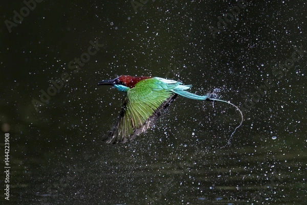 Fototapeta The Green Bee – eater / little green bee-eater birds are flying beautifully to play happily in the natural pond.