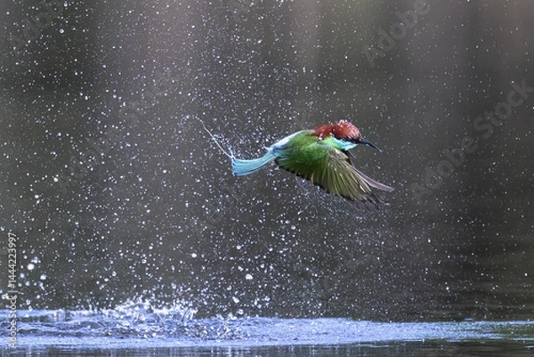 Fototapeta The Green Bee – eater / little green bee-eater birds are flying beautifully to play happily in the natural pond.