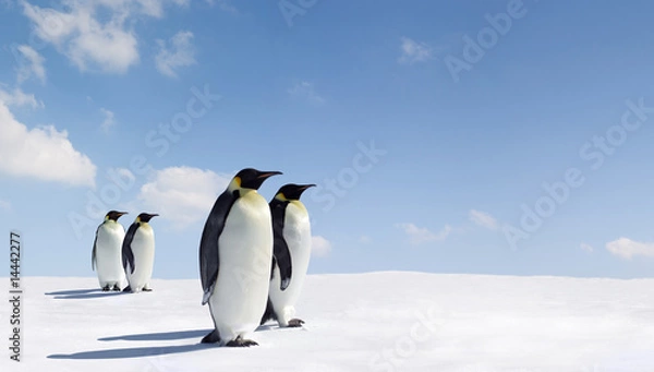 Obraz Pingwiny