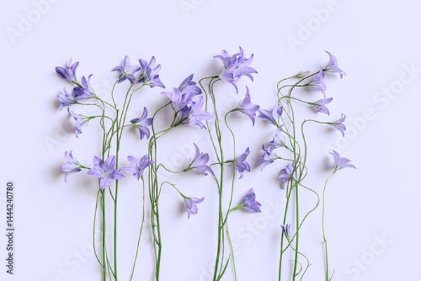 Obraz Top view blue violet natural bellflowers with green leaf on pastel colored purple, botanical blossoms scenic, minimal flat lay. Beautiful nature delicate wild flowers, summer flowering concept