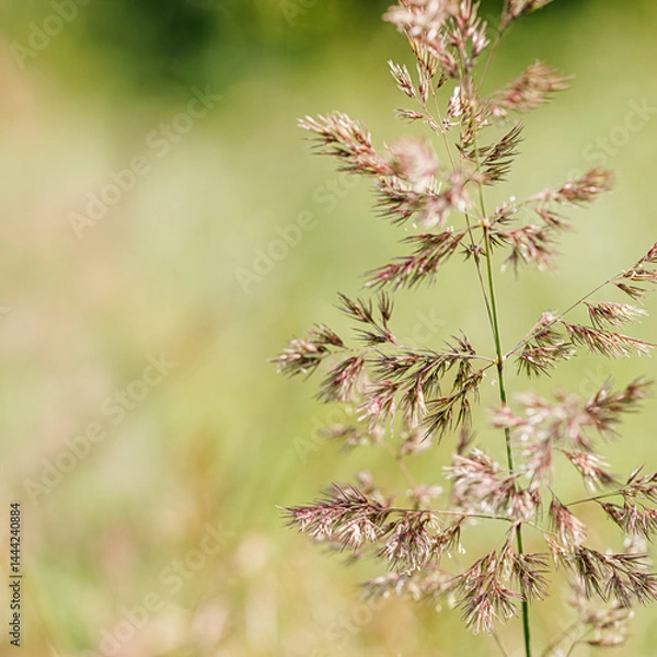 Obraz Delicate wild grass swaying in sunlit meadow, beige green pastel color. Natural bokeh in background, tranquil and lightness nature. Texture of grass creating minimal aesthetic, beauty in nature