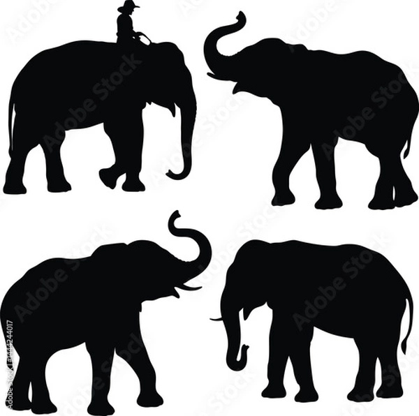 Fototapeta Silhouette elephants with raised trunks and mahout rider in multiple poses – black and white minimalist wildlife art, African savanna-inspired vector illustration