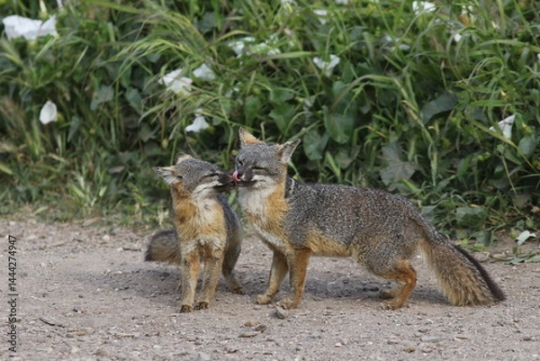 Obraz Nuzzling island foxes