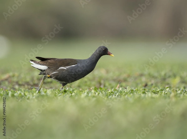 Obraz Common Moorhen 