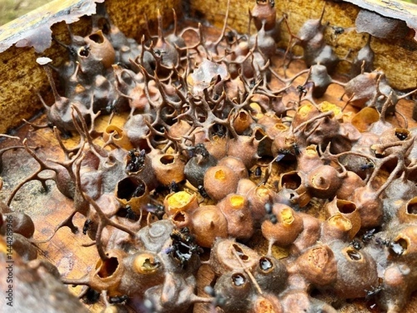 Fototapeta Stingless bee (Trigona) hive structure inside a wooden beehive box, created by farmers in Indonesia