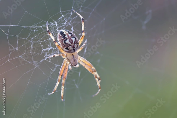Fototapeta A beautiful spider