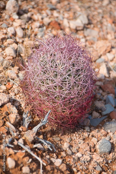 Fototapeta Johnson’s Pineapple Cactusin the lake mead national recreation area