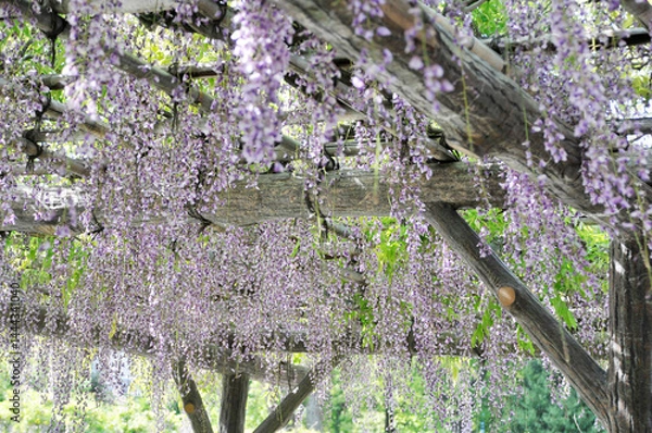 Obraz 藤棚　紫色の花