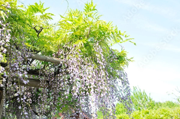 Obraz 藤の花