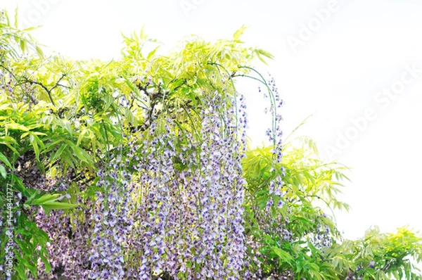Obraz 紫色の花