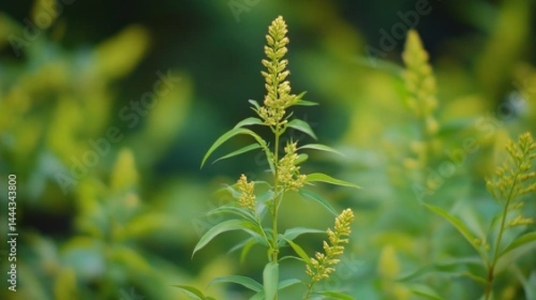 Obraz goldenrod elegance: a captivating close-up of solidago, capturin