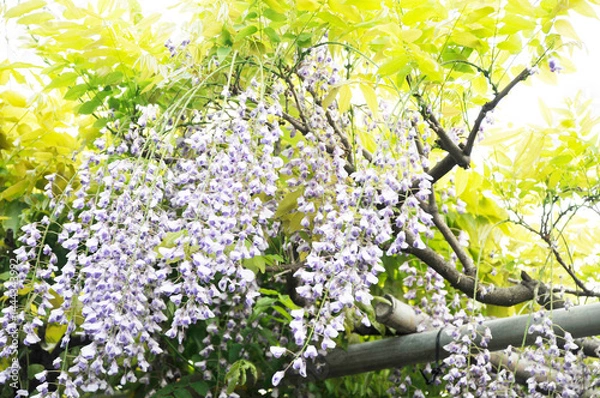 Obraz 藤の花