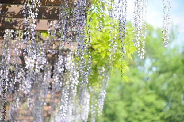 Obraz 藤の花