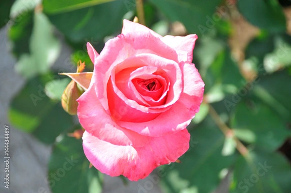 Obraz ピンク色の薔薇