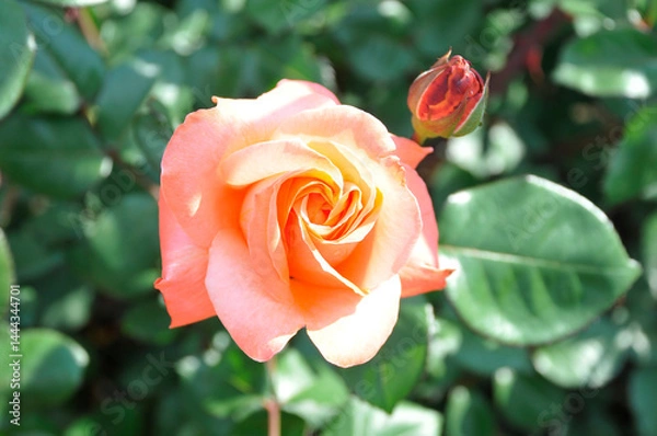 Obraz 薔薇の花