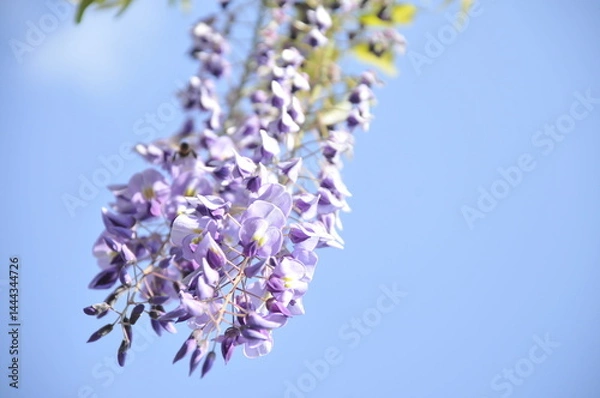 Obraz 薄紫色の藤の花