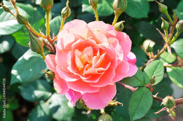 Obraz ピンク色の薔薇