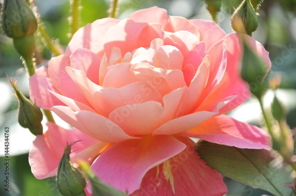 Obraz ピンク色の薔薇