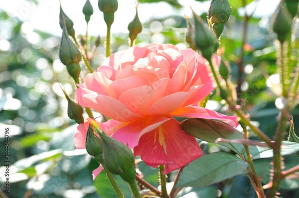 Obraz 薔薇の花