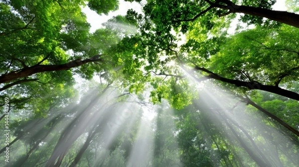 Obraz Sunrays shining through lush green trees