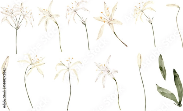 Obraz set of white flowers watercolor style vector illustration