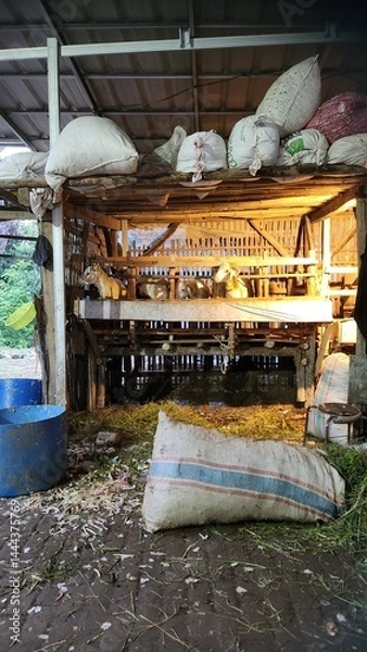 Obraz Portrait photo of many goats eating in a pen at a traditional farm. The goats eat a mixture of garlic to warm their bodies. The goats are prepared for Eid al-Adha.