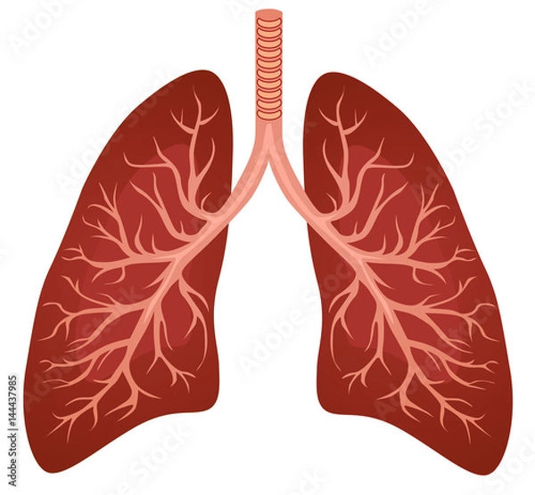 Fototapeta Human lungs organ isolated on white background representing the medical respiratory system to provide oxygen to the body vector eps 10