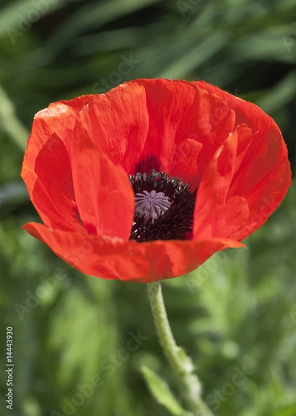 Obraz Türkischer Mohn